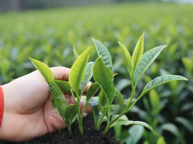 茶叶渣可以做花肥吗？揭秘家庭养花中的环保施肥妙招