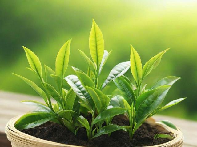茶叶渣可以做花肥吗?揭秘家庭养花中的环保施肥妙招
