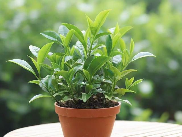 茶叶水浇花好不好?揭秘家庭园艺中的环保妙招与注意事项