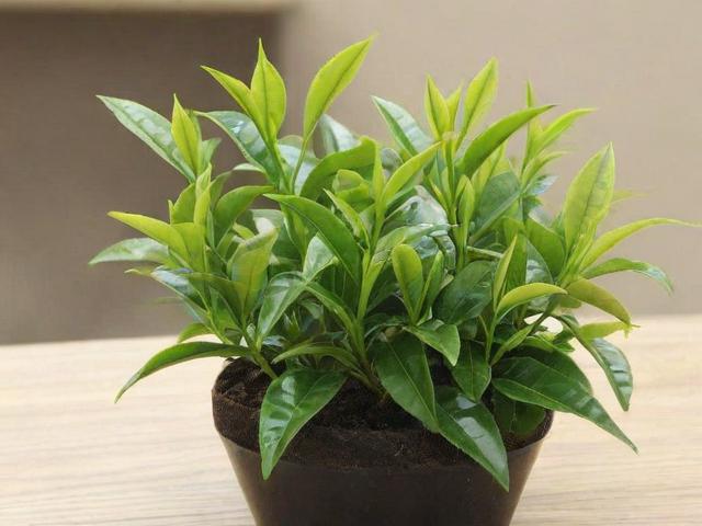 茶叶水能不能浇花?揭秘正确使用方法与适合植物种类
