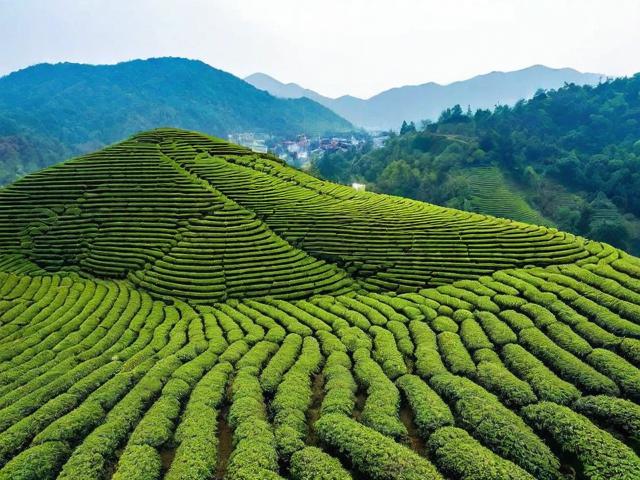 福建名茶文化城：探寻茶叶历史与现代文化的交融之地