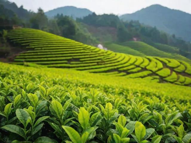 2023年信阳茶叶节：品茗经典与新兴品牌，感受茶文化魅力