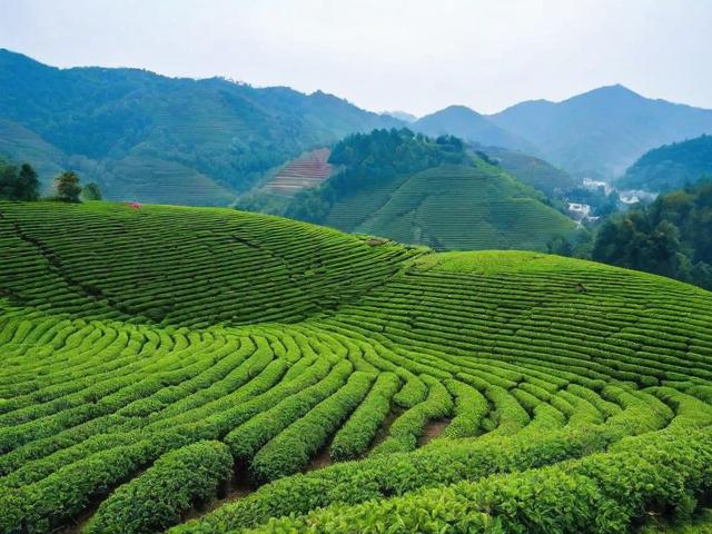 2023年信阳茶叶节:品茗经典与新兴品牌,感受茶文化魅力