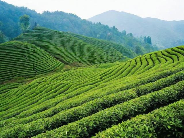 信阳茶叶节：探索茶文化盛宴与未来发展新趋势