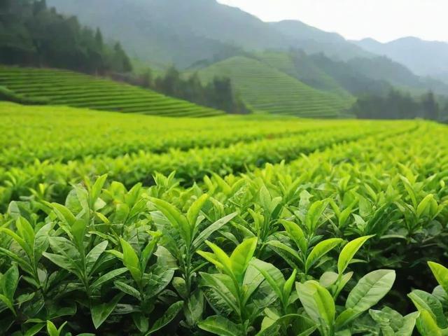 挑担茶叶上北京简谱学习指南|零基础也能轻松掌握的识谱技巧