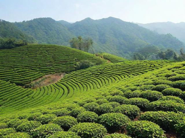 中国农科院茶叶研究所科研成果全解析|推动茶产业升级的科技力量