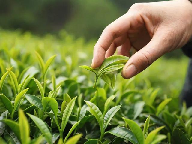茶叶的制作过程揭秘：从采摘到冲泡的全流程解析