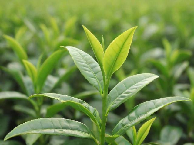 茶叶的起源与发展简史：从药用植物到全球文化符号的千年旅程