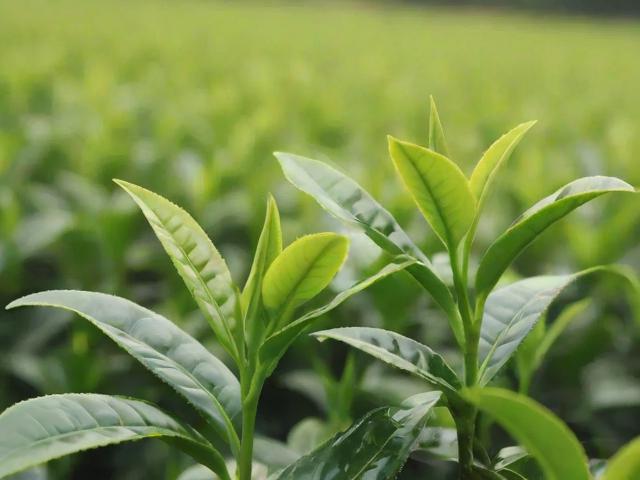 茶叶的起源与发展简史:从药用植物到全球文化符号的千年旅程
