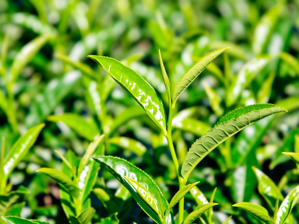 什么是茶叶:从植物学身份、六大茶类工艺到健康本质的完整科普